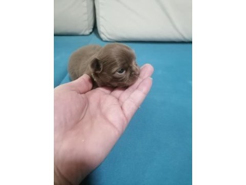 Şivava köpeklerim yeni yuvalarını arıyorlar