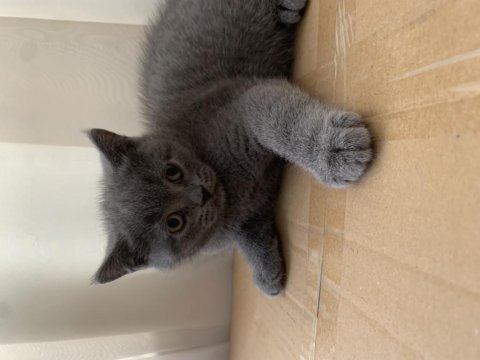 British shorthair topidik yeni yuvasını arıyor
