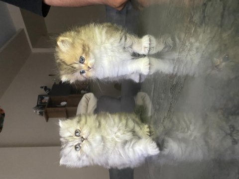 Chinchilla bebek kediler