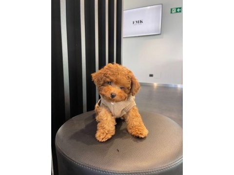 Toy poodle orijinal köpekler