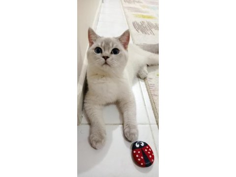 Mavi gözlü british shorthair blue point