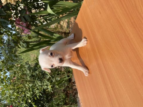 Afacan jack russell köpekler
