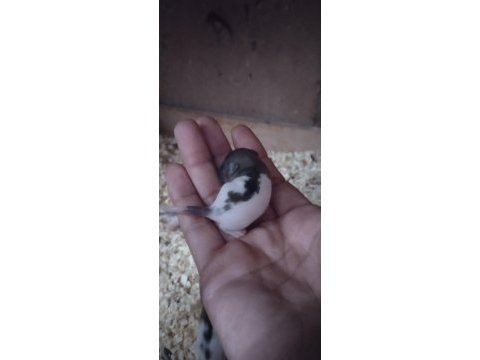 Dumbo rat yavrular