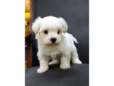 Maltese terrier xs pamuk gibi,uyumlu ve oyuncu