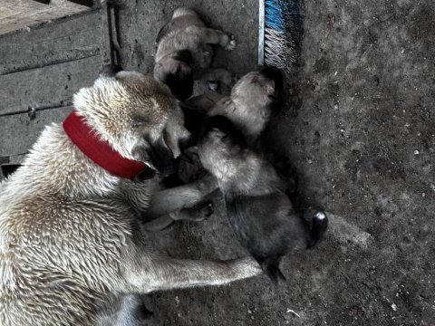 Dev ırk anadolu çoban köpeği