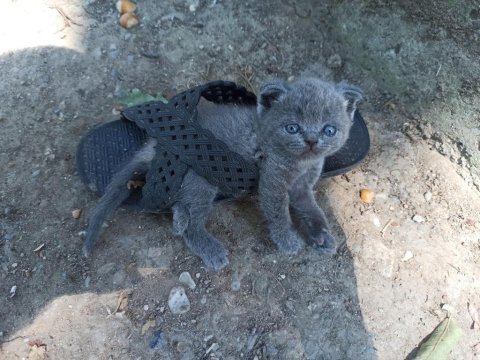 Bir adet scottish 2 adet british shorthair