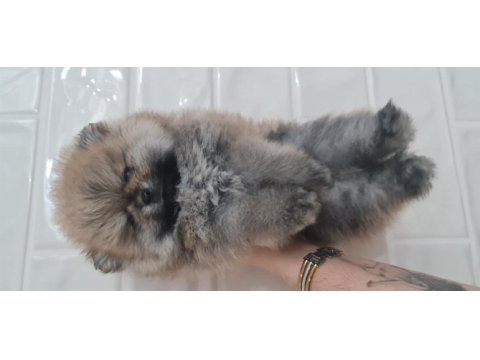 Show kalite pomeranian boo
