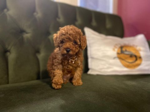 Pets world kentpark garantisi ile toy poodle yavrularımız