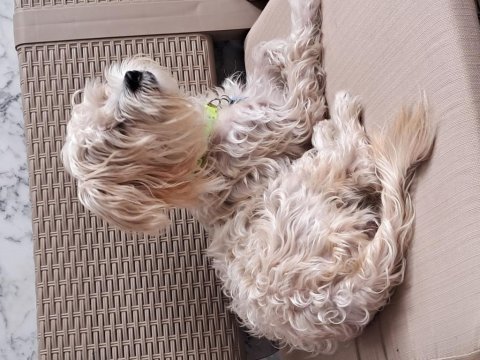 Morkie 9 aylık erkek