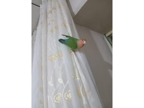 Tek cennet papağanı
