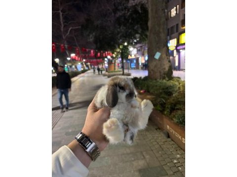 Safkan hollanda mini ve cüce tavşanlar her yere gönderim