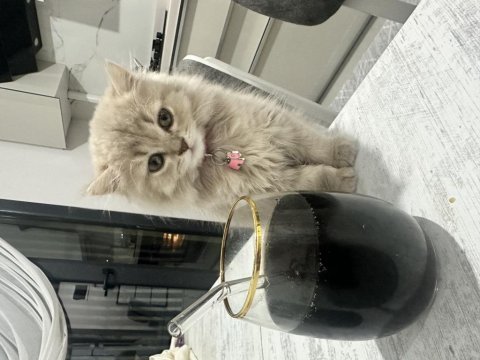 British longhair 6 aylık