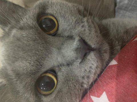 British shorthair ilanı