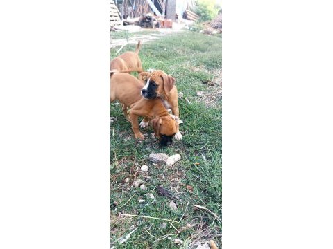 Boxer yavrularımız