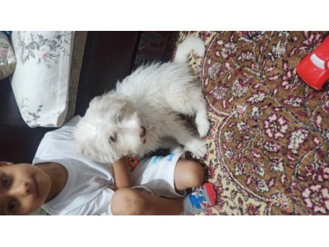 Alex yeni sahibini arıyor maltese terrier
