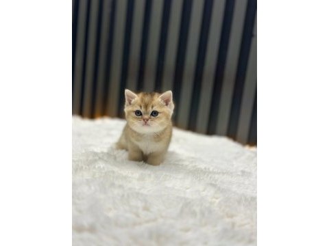 Golden british shorthair show class