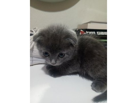 Yavru kedi 3 haftalık cins kedimiz