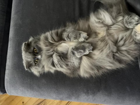 5 yaşında scootish longhair dişi