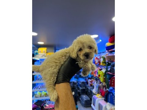 Irk ve sağlık garantili - ev doğumlu bebek maltipoo yavrular