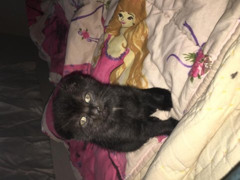 Çok zeki ve uysal scottish fold