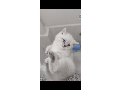 British shorthair