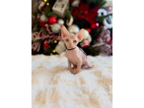 Diamond sphynx kittens ozyfelines