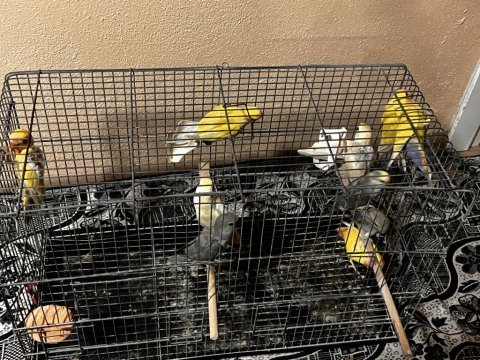 Yavru bebek sevda papağanları rengarenk