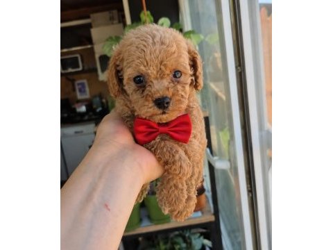 Evinizin poodle prensesleri ve prensleri 2 aylık