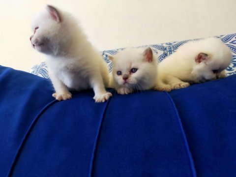 Şecereli anne ve babadan bluepoint mavi göz british yavrular