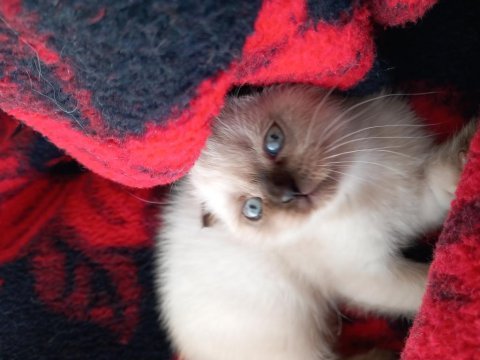 Scottish fold ve british yavru kediler