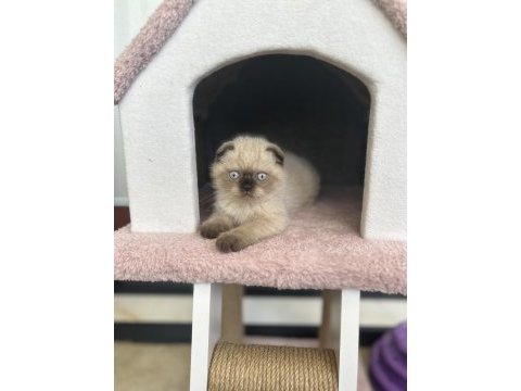 Scottish fold kedimiz yuvasını arıyor