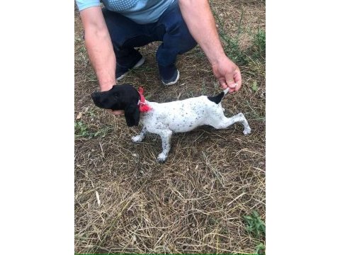 Yavru köpeklerimiz eğitime hazır