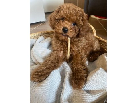 Toy poodle yavrularımız ömürlük aileleri bekliyor
