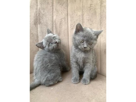 14 mart doğumlu scottish straight ve scottish fold
