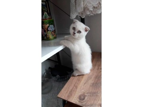 2 aylık scottish fold bebeklerimiz sahiplerini bekliyor