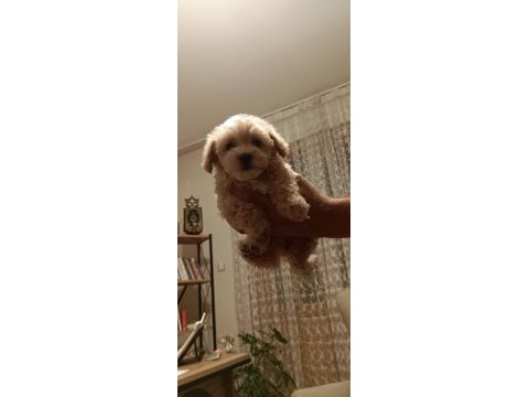 Maltipoo yavrular (sağlık ve ırk garantili)