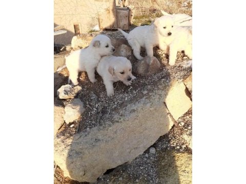 2 erkek ve 2 dişi golden retriever