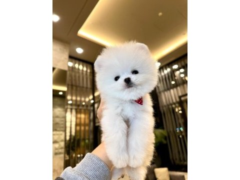 Muhteşem kar beyaz pomeranian boo garantili oğlumuz