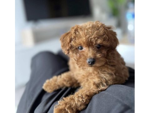 Toy poodle yavru