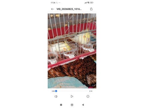 Yavru lutino sultan papağanlar