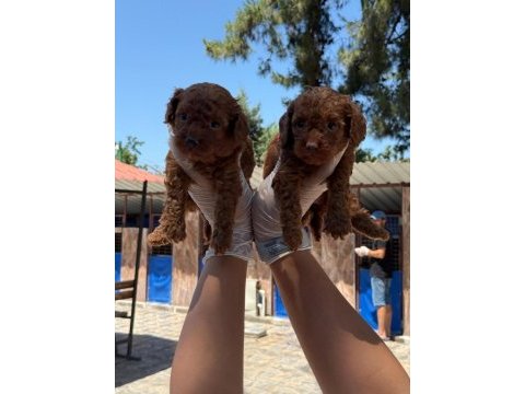 Kore toy poodle yavrularımız