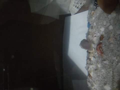 2 adet 5 cm zebra çiklet
