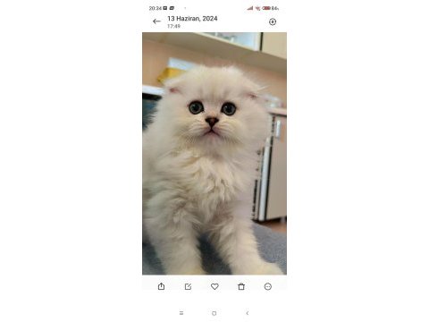 Anne baba secereli 3 aylık scottish fold long hair silver
