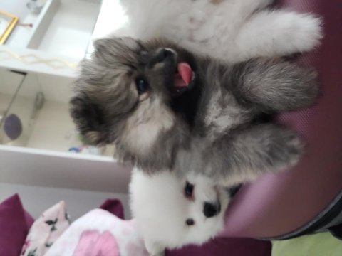 Pomeranian boo