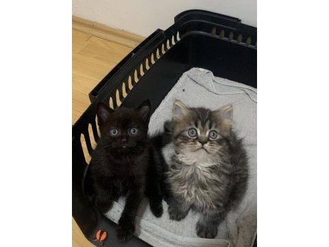 Evden safkan show kalite scottish fold yavrular