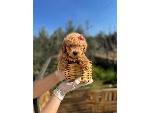 Tüy dökmeyen orjinal toy poodle