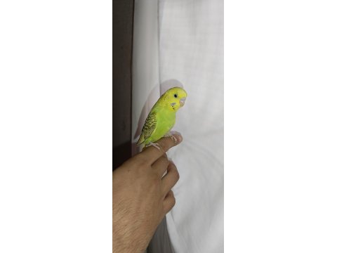 Ele kola alıştırmalık muhabbet kuşu yavru erkek
