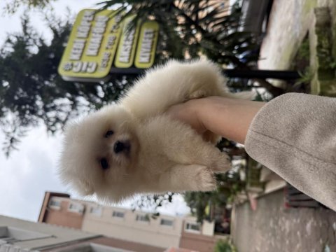 Pomeranian teddy face 