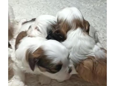 Shih tzu yavrularımız
