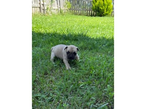 Çok acil son bir adet dişi french bulldog kalmıştır